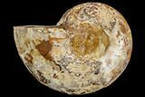 Sliced, Agatized Ammonite Fossil (half) - Jurassic #110731-1